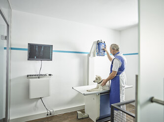 Tierarzt macht Röntgenaufnahmen von einem Hund - CVF00262
