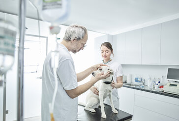 Tierarzt untersucht das Auge eines Hundes, Tierarzthelferin - CVF00263
