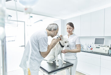Tierarzt und sein Assistent untersuchen das Ohr eines Hundes - CVF00265