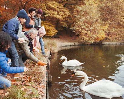 Mehrgenerationenfamilie füttert Schwäne am Teich im Herbstpark - CAIF05439