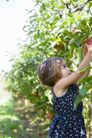 Mädchen pflückt Äpfel vom Apfelbaum im Obstgarten, lizenzfreies Stockfoto