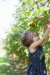 Girl picking apple from apple tree in orchard - CAIF05456