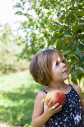 Curious girl picking apple in orchard - CAIF05458