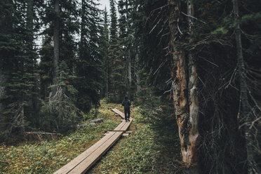 Canada, British Columbia, Yoho National Park, man hiking on boardwalk through forest - GUSF00466