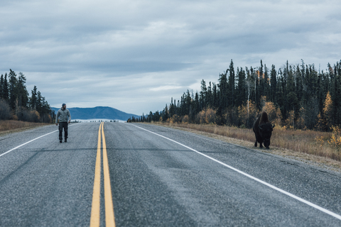 Kanada, British Columbia, Mann auf dem Alaska Highway mit Bison am Straßenrand, lizenzfreies Stockfoto