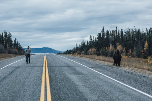 Canada, British Columbia, man walking on Alaska Highway with bison at the roadside - GUSF00495