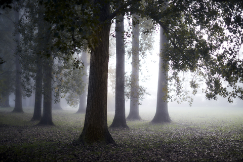 Ätherischer Nebel hinter beschaulichen Herbstbäumen, lizenzfreies Stockfoto