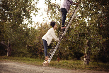 Pärchen klettert auf Leiter in Apfelplantage - CAVF01330