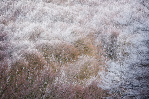 Italy, Umbria, Apennines, Forest in winter, Monte Cucco Regional Park stock photo