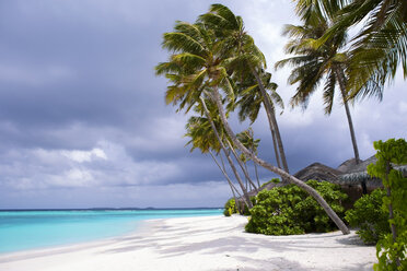 Dream beach with palms on the Maldives - ZEF15181