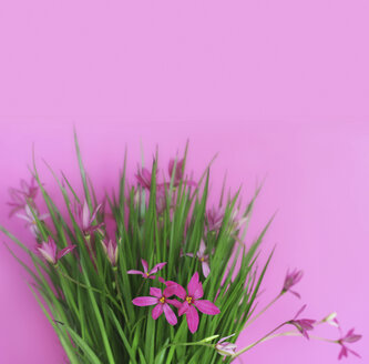 Pink blossoms and leaves against pink background - HSTF00056