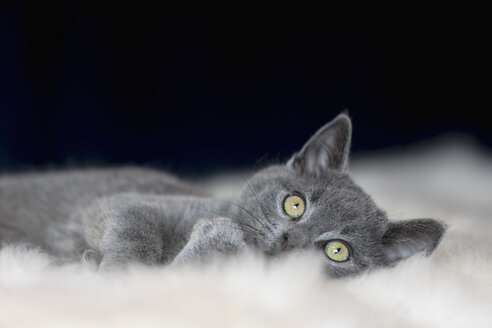Porträt eines auf einem Fell liegenden Chartreux-Kätzchens - FOF09968