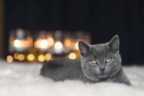 Porträt eines auf einem Fell liegenden Chartreux-Kätzchens - FOF09969