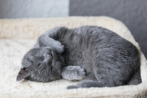 Schlafendes Chartreux-Kätzchen, lizenzfreies Stockfoto