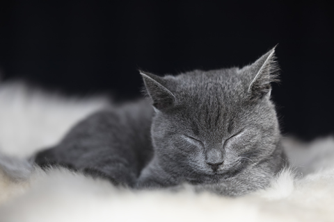 Porträt eines schlafenden Chartreux-Kätzchens auf einem Fell liegend, lizenzfreies Stockfoto