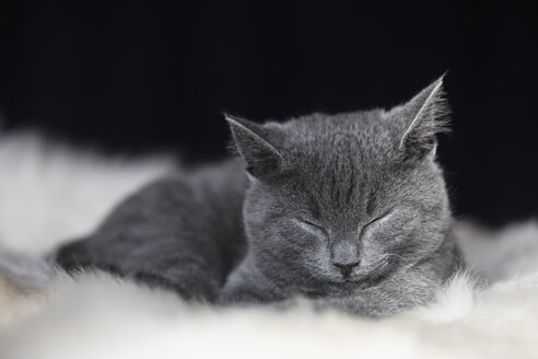 Porträt eines schlafenden Chartreux-Kätzchens auf einem Fell liegend - FOF09972