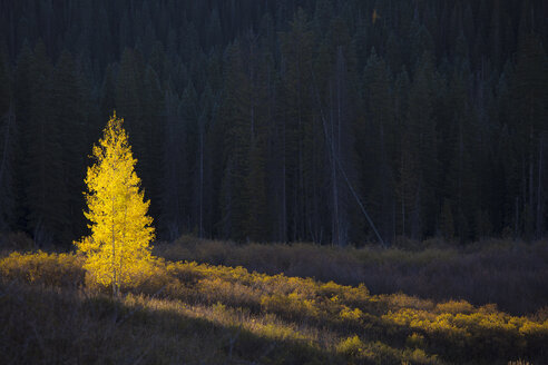 Leuchtend gelber Herbstbaum, Kebler Pass Colorado, Vereinigte Staaten - CAIF07588