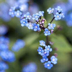 Nahaufnahme von winzigen blauen Vergissmeinnichtblüten auf einem Zweig - CAIF07593