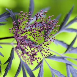 Purple berries on black elder plant - CAIF07594