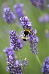 Bumblebee pollinating purple lavender flowers - CAIF07597