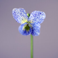 Nahaufnahme einer schmetterlingsförmigen blauen Viola-Sommersprossen-Blüte - CAIF07598