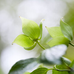 Nahaufnahme von frischen grünen Blättern am Hartriegelbaum - CAIF07601