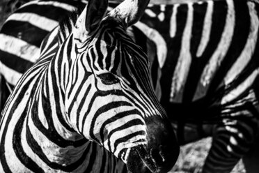 Nahaufnahme eines Zebras, Serengeti, Tansania - CAIF07608