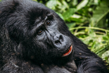 Nahaufnahme eines Gorillas, Bwindi Impenetrable National Park, Uganda - CAIF07619