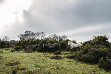 Wildpferde, die durch Büsche ins Feld laufen, New Forest, Vereinigtes Königreich - CAIF07620