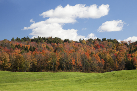 Herbstbäume, Adirondacks, New York, Vereinigte Staaten, lizenzfreies Stockfoto