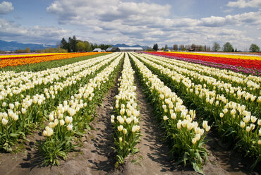 Hohe Winkelansicht von blühenden Blumen auf dem Feld - CAVF01771