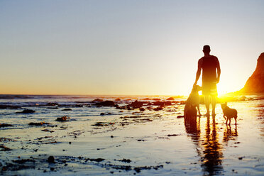 Rückansicht eines Mannes mit Hunden, der am Strand steht - CAVF01867