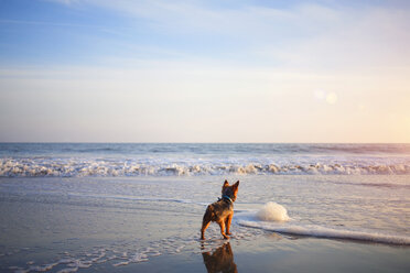 Rückansicht eines Yorkshire-Terriers, der am Strand steht - CAVF01868