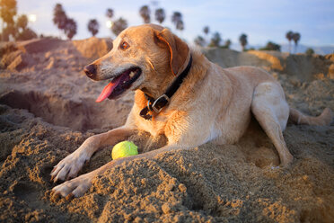 Labrador Retriever sitzt auf Sand am Strand - CAVF01869