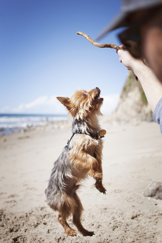 Ausgeschnittenes Bild eines Mannes, der mit einem Yorkshire-Terrier am Strand spielt, lizenzfreies Stockfoto