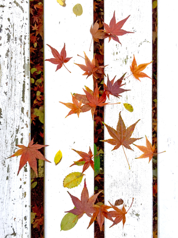 Herbstblätter, lizenzfreies Stockfoto