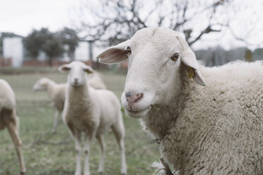 Spanien, Kastilien-La Mancha, Neugieriges Schaf schaut in die Kamera - SKCF00350