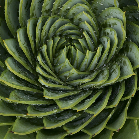 Close up of spiral leaf pattern stock photo