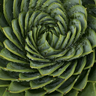 Nahaufnahme des spiralförmigen Blattmusters - CAIF08543