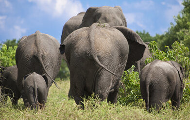 Rear view of elephants walking in national park - CAIF08544
