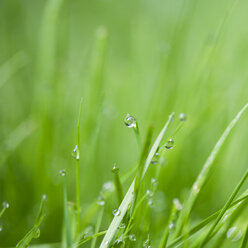 Close up of water droplets on blades of grass - CAIF08546