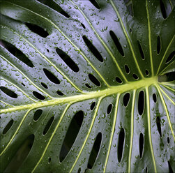 Water droplets on Swiss cheese plant leaf - CAIF08549