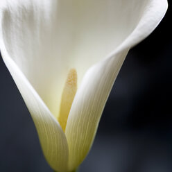 Nahaufnahme einer weißen Lilienblüte - CAIF08552