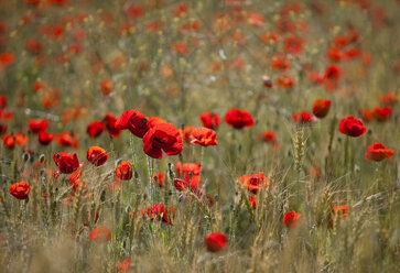 Feld mit roten Mohnblumen - CAIF08555