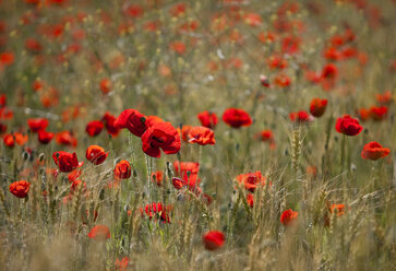 Field of red poppy flowers - CAIF08555