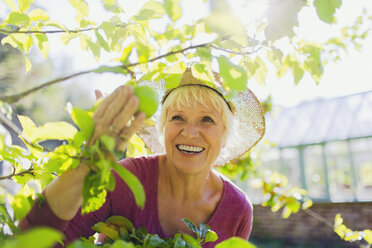 Lächelnde ältere Frau, die in einem sonnigen Garten einen Apfel vom Baum pflückt - CAIF09090