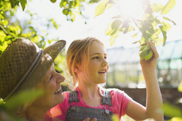 Grandmother and granddaughter picking apple from tree in sunny garden - CAIF09092