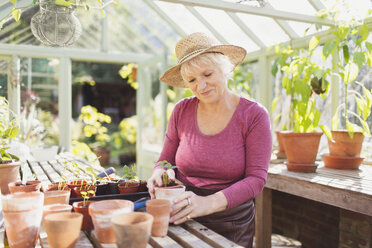Senior woman potting plants in greenhouse - CAIF09119