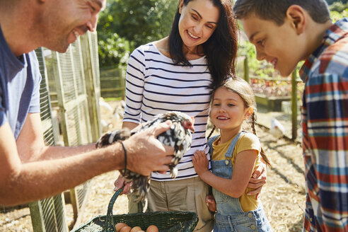 Familie erntet frische Eier von Hühnern - CAIF09138