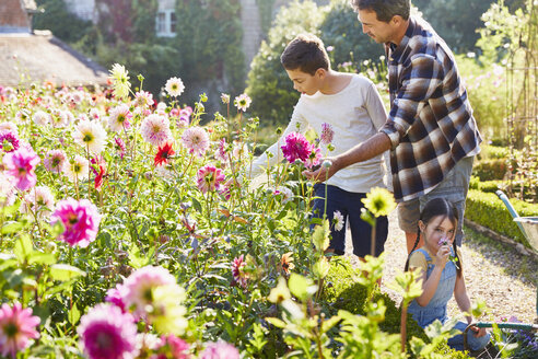 Vater und Sohn pflücken Blumen im sonnigen Garten - CAIF09149